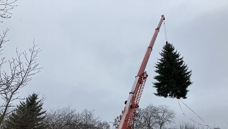 Klaipėdą papuošianti eglė užaugo Botanikos sode.