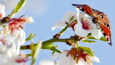 Nepakartojamo grožio egzoti&scaron;ki drugeliai