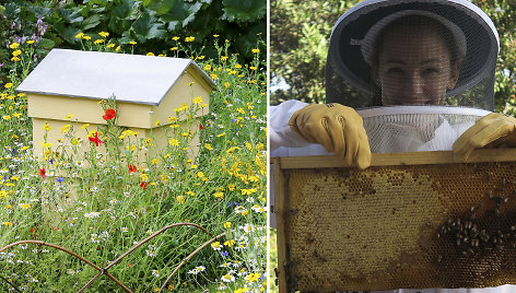 Jennifer Garner Los Andžele augina septynias bičių šeimas ir gardina maistą tik savo medumi