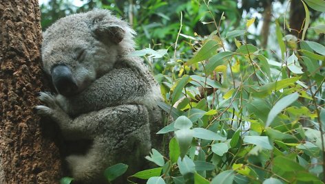 Koala