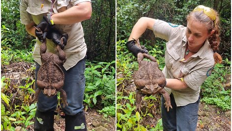 Australijos parko prižiūrėtojai rado 2,7 kg sveriančią rupūžę