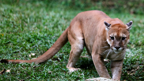 Puma Karakaso zoologijos sode