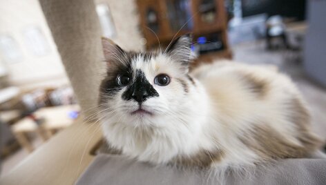 &bdquo;Cat Cafe&ldquo; kavinės akimirka