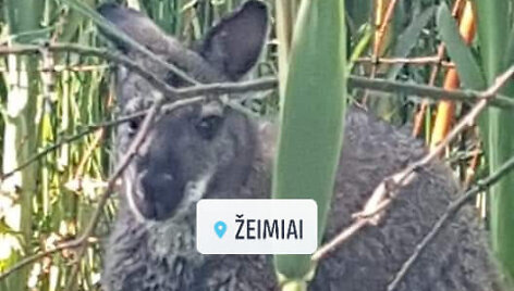 Dingęs kengūriukas Ajezulis 