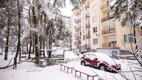 Gausus sniegas laužo medžių šakas