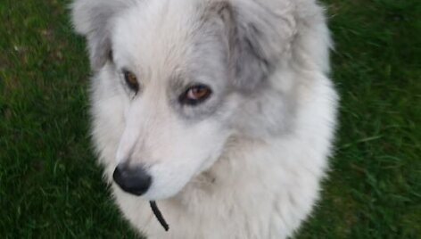 Mickūnų apylinkėse dingo Pūkė
