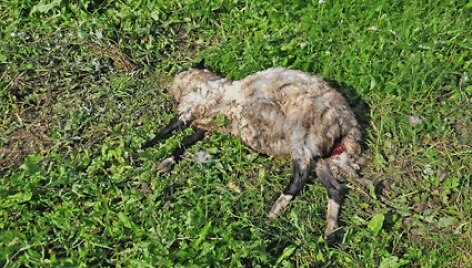 Žvėrių sumaitotą avį antradienio rytą visai netoli sodybos pastatų aptiko &scaron;eimininkas. Netoliese priri&scaron;tas avinas liko gyvas.  