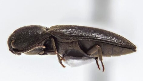 Medienvabalis