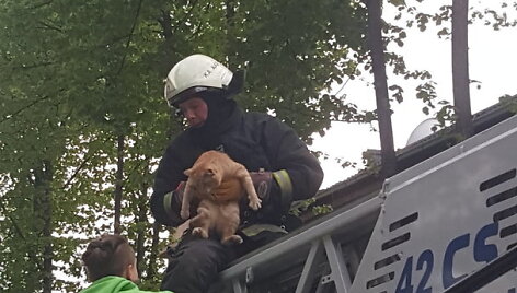 Kaune gelbėjamas medyje įstrigęs katinas