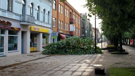Audra i&scaron;vertė ir vieną i&scaron; Laisvės alėjos liepų