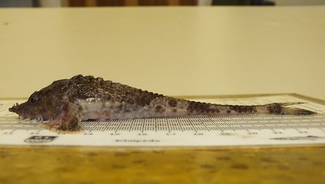 Lietuvoje sugautos itin retos žuvys: jūrų laputė