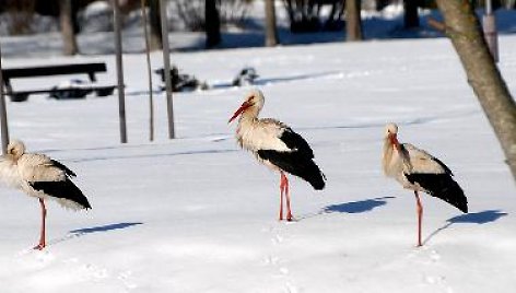 Trys gandrai Anykščių parke ant sniego