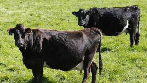 Naujosios Zelandijos karvės