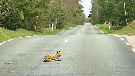 Kur&scaron;ių nerijoje vairuotojus terorizuoja įžūli lapė.