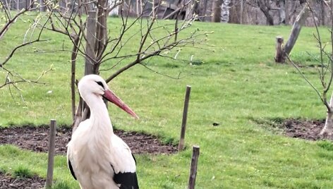 Kauno rajone, &Scaron;lienavoje, gyvenančių Genovaitės ir Evardo sodyba &ndash; tikras gandrų rojus