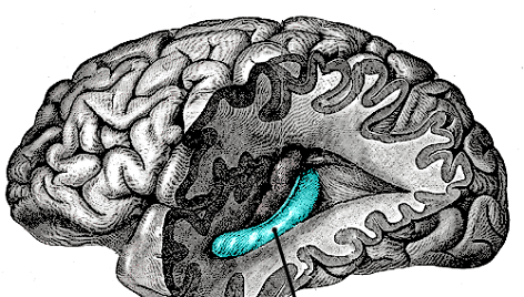 Mėlynai paryškinta žmogaus smegeų dalis - hipokampas