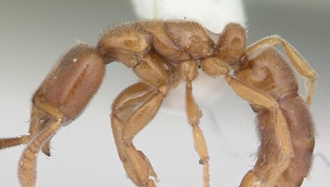 Hypoponera punctatissim