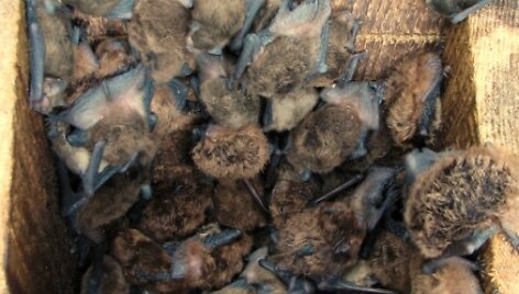 Natazijaus &scaron;ik&scaron;niukai &ndash; mažieji &scaron;ik&scaron;nosparniai, užaugantys iki 11 g.