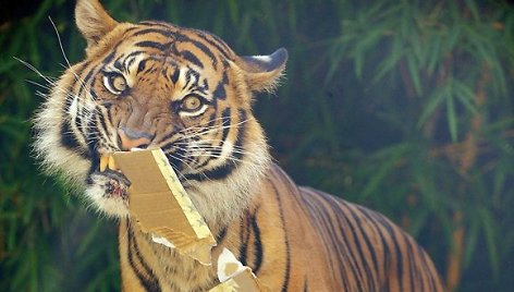 Sumatros tigras pakuoja Kalėdinę dovaną (Sidnėjus).