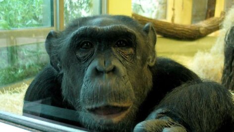 Berlyno zoologijos sodas &ndash; vienas lankomiausių turistų objektų