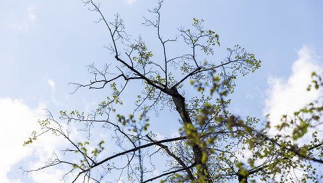 Lukiškių aikštėje esančios nudžiūvusios liepos