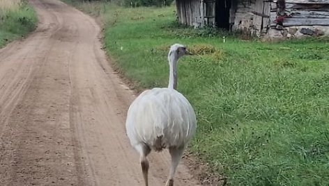 Molėtų rajone vaikštinėjantis strutis