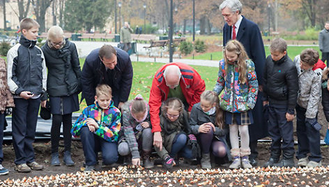 Tulpių sodinimas Bernardinų sode