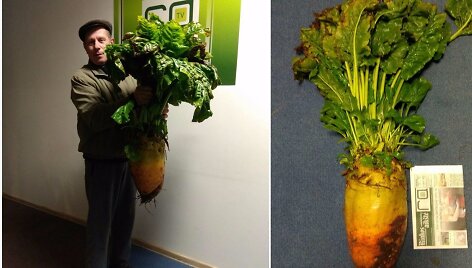 Kazimieras kartu su žmona vos i&scaron; žemės i&scaron;rovė 14,5 kilogramo sveriantį runkelį