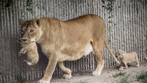 Liūto jaunikliai su mama Hopenhagos zoologijos sode (2013 m. liepos mėn.)