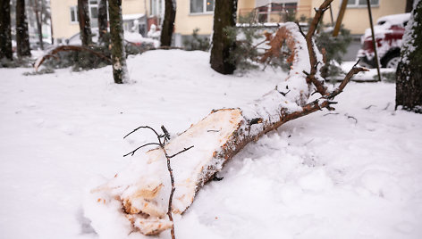 Gausus sniegas laužo medžių šakas