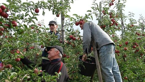 &Scaron;iems Sandomiežo sodininkams ateina nelengvos dienos