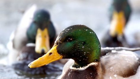 Žiemos šaltį išgyvenančios antys džiaugiasi neužšąlančiu vandens telkiniu.