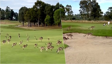 Australijos golfo aikštyne apsilankė kengūrų banda