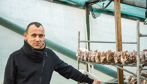 I&scaron;skirtinius grybus augina ūkininkas i&scaron; Piniavos, Andrius Dilinda. Tiesa, pats ūkis įsikūręs Kupi&scaron;kio rajone, &Scaron;aukli&scaron;kiuose