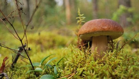 Grybus tyrinėjantys specialistai ramia sąžine tvirtina – Lietuvoje valgomų grybų nemažėja.