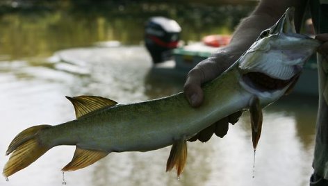 Dūstanti lydeka aplinkosaugininkų rankose