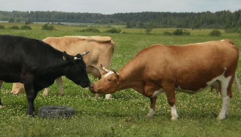 Žemės ūkis