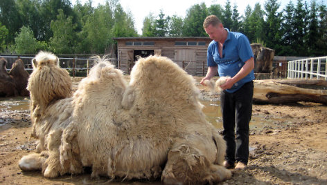 Užaugę dvikupriai kupranugariai sveria iki 690 kilogramų. 