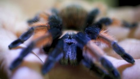 Tarantulas