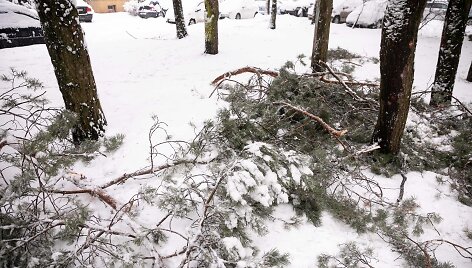 Gausus sniegas laužo medžių &scaron;akas