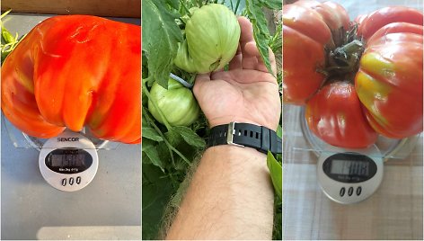 Vilniečio išauginti pomidorai milžinai