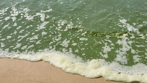Baltijos jūros vandens &bdquo;žydėjimas&ldquo;