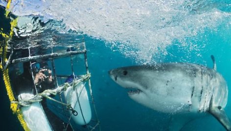 Didysis baltasis ryklys / Ekstremalus nardymas / Scubadiving.com nuotr.