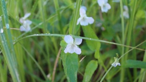 Griovinė na&scaron;laitė (Viola persicifolia)
