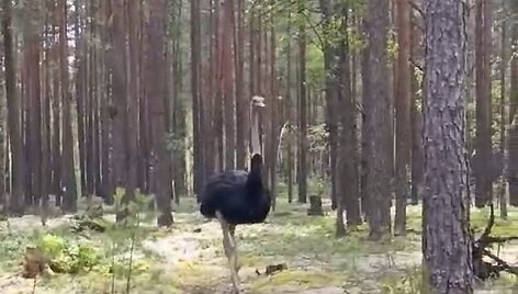Varėnos mi&scaron;kuose užfiksuotas strutis