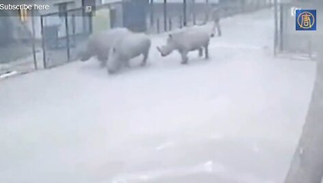 Raganosės 