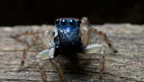 Australijoje atrasta nauja mažyčių mėlynakių šokliavorių rūšis