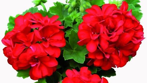 Pelargonija