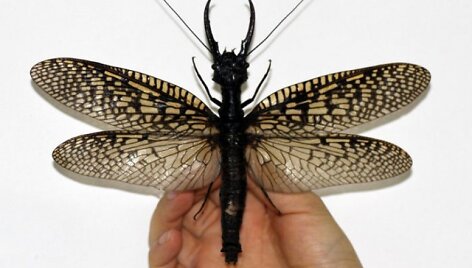Didžiausio pasaulyje vandens vabzdžio Megaloptera ilgis i&scaron;skleidus sparnus siekia 21 cm