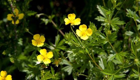  Potentilla erecta / žiedai